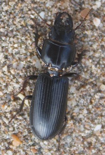 Scarites terricola